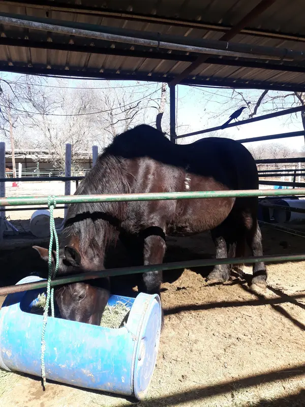 Oak Valley Stables, photo 2