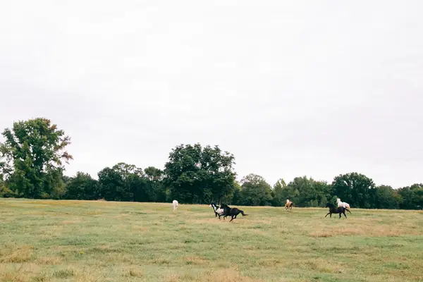 Oak View Stables