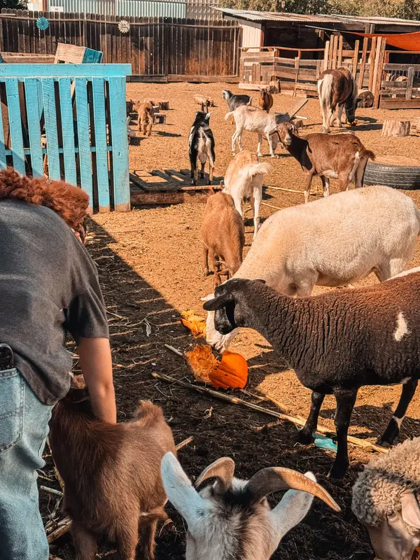 Oasis Family Ranch, Knightsen, CA
