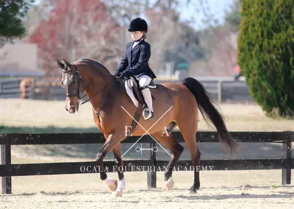 Ocala Equestrian Academy, photo 2