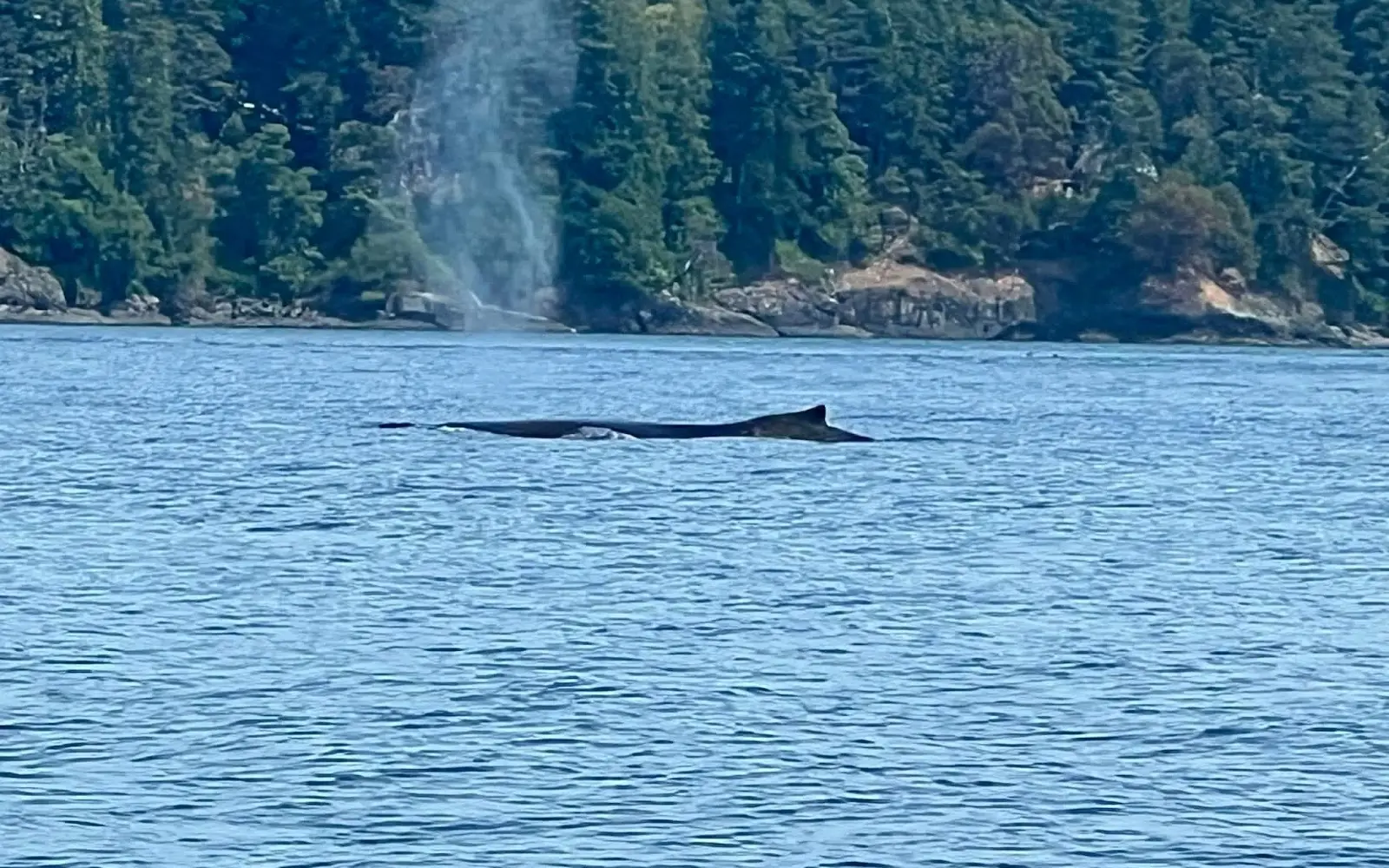 Ocean Ecoventures Whale Watching