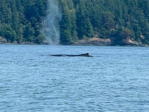 Ocean Ecoventures Whale Watching, photo 4