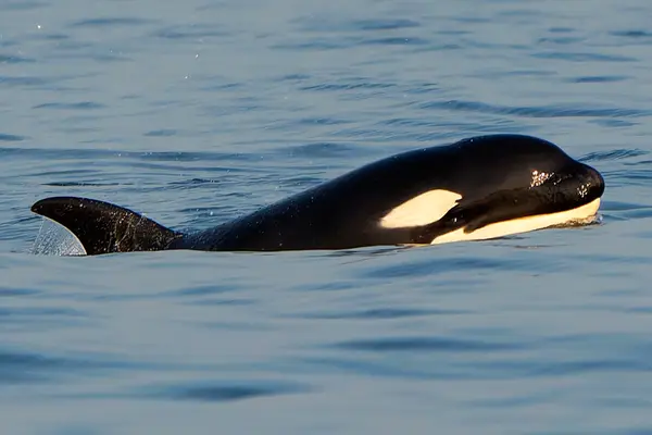 Ocean Ecoventures Whale Watching, photo 1