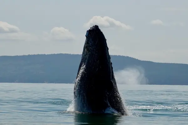 Ocean Ecoventures Whale Watching, photo 2