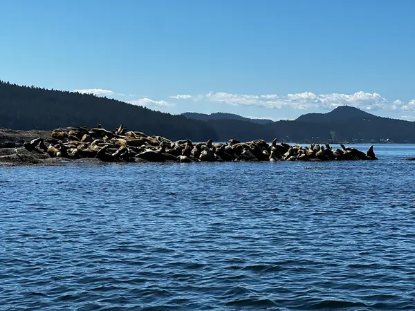 Ocean Ecoventures Whale Watching, photo 3
