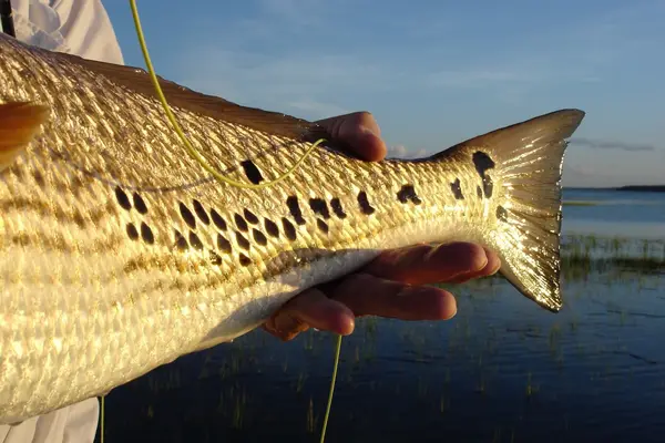 Off The Hook Fishing Charters, Hilton Head Island, SC