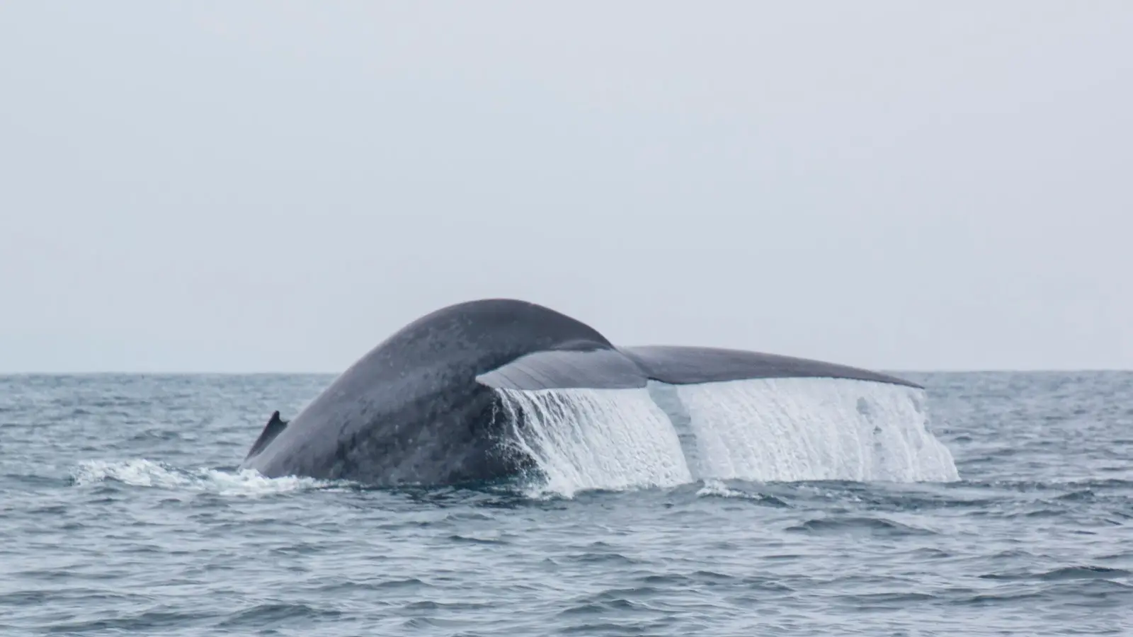 Offshore Blue Adventures