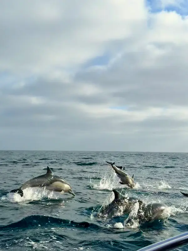 Offshore Blue Adventures, photo 1