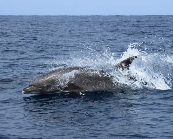 Offshore Blue Adventures, photo 2