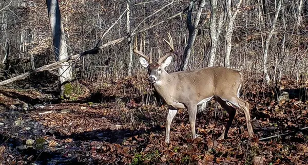 Ohio Archery Outfitters and Hunting Land consultant