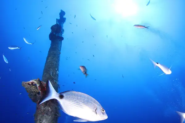 OK Diving Malta