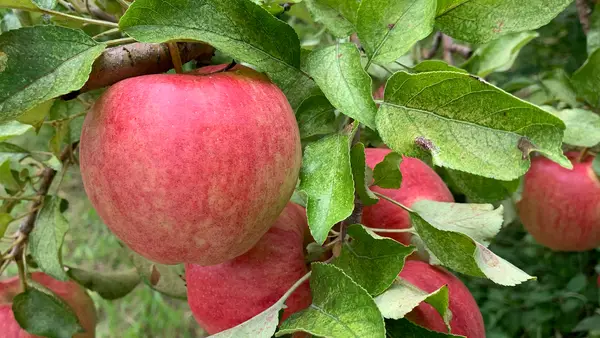Old Homestead Orchard, Franksville, WI