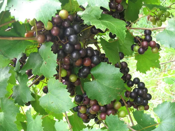 Old South Winery, Natchez, MS