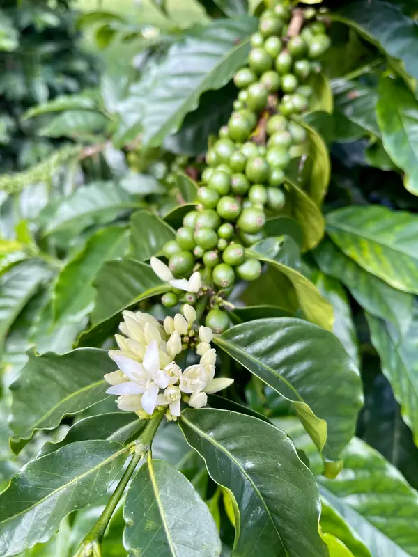 O'o Farm, Kula, HI