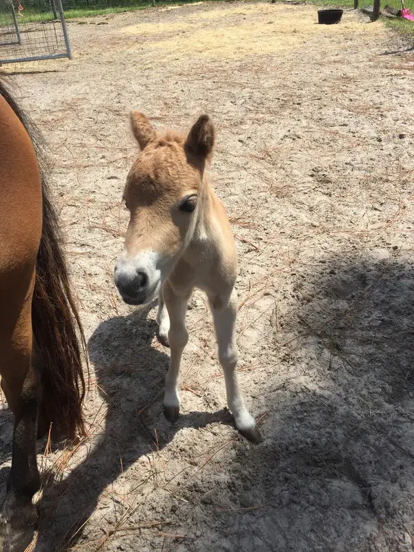 Orange Blossom Trail Rides, photo 3