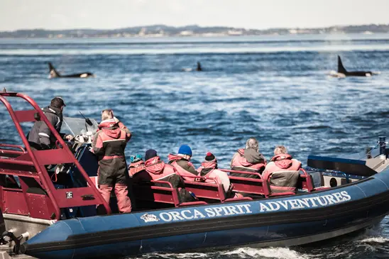 Orca Spirit Adventures Zodiac Whale Watching