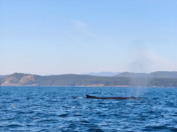 Orca Spirit Adventures Zodiac Whale Watching, photo 1