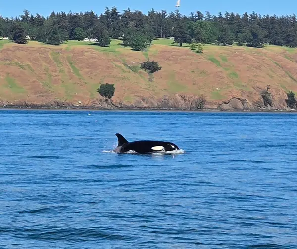 Orca Spirit Adventures Zodiac Whale Watching, photo 2