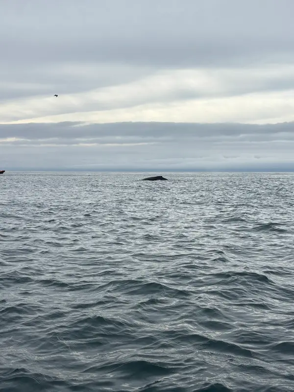 Orca Spirit Adventures Zodiac Whale Watching, photo 3