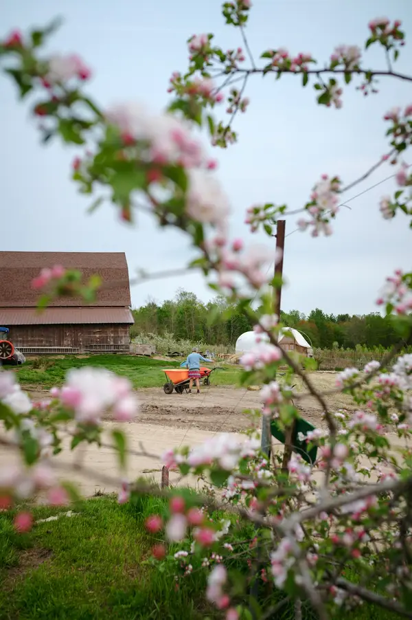 Orchard Ridge Farm, Gorham, ME