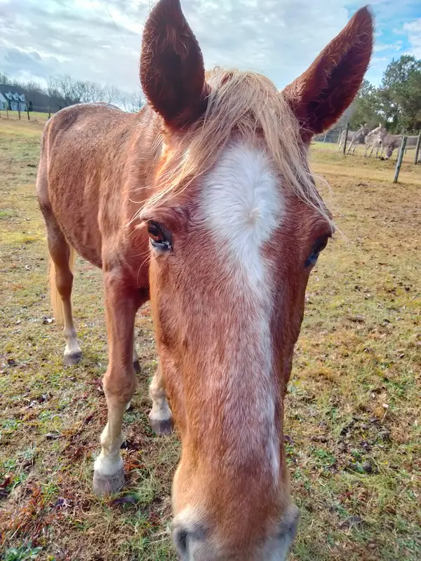 Owens Family Farms , LLC, Auburn, GA