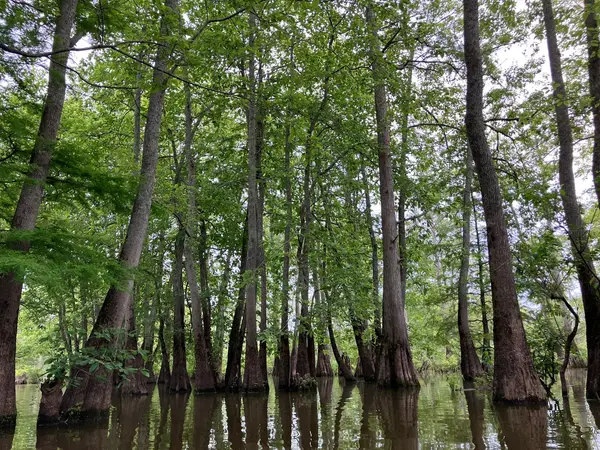 Cache Bayou Outfitters