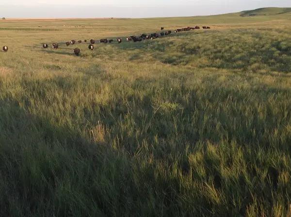 Palen Family Farms, Glen Elder, KS