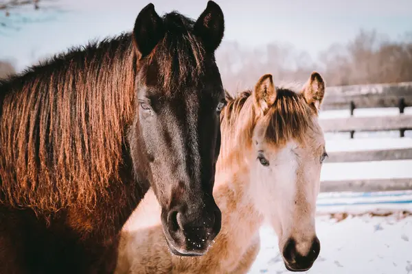 Panther Creek Stables