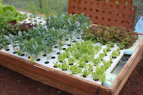 Paradise Meadows Orchard and Bee Farm, Home of Hawaii's Local Buzz, Naalehu, HI