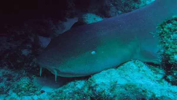 Peachtree Dive Center