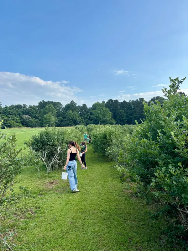 Pearl River Blues Berry Farm, Lumberton, MS