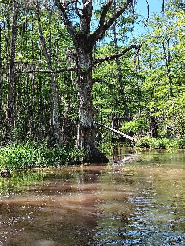 Pearl River Swamp Tours, Slidell, LA