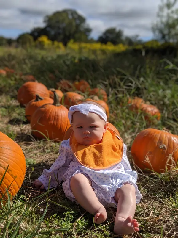 Perilloux Pumpkin Patch - week days by appointment