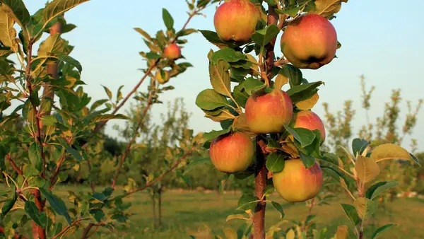 Picnic Hill Orchard, Lincoln, NE