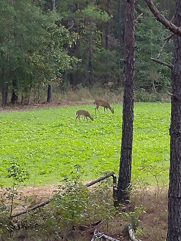 Piedmont Hunting Club