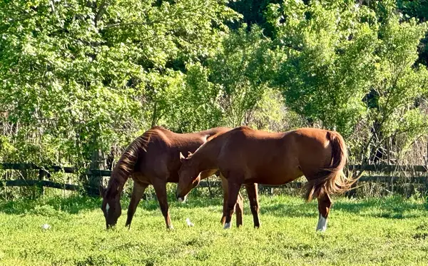 Pine Haven Stables & Riding Academy