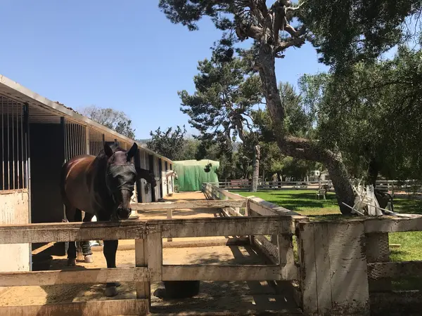 Portuguese Bend Riding Club