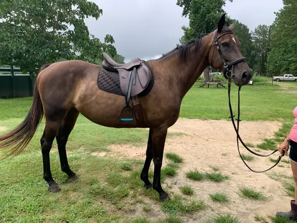 Premier's Riding School