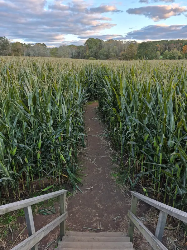 Preston Farms Corn Maze, Preston, CT