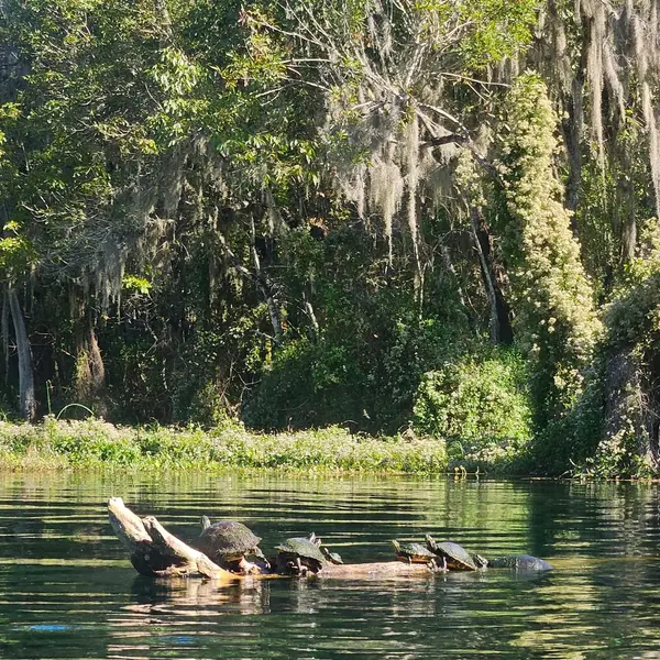 Rainbow River Kayak Adventures, photo 2