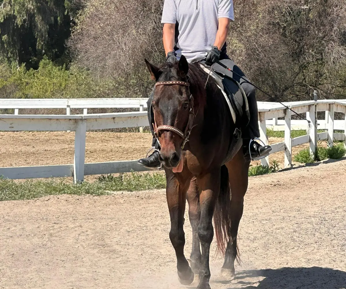 Rancho El Camino Equestrian