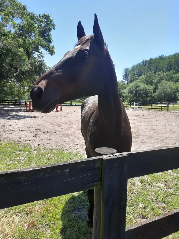 Ravenwood Farm, photo 4
