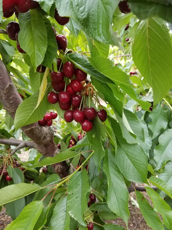 Ray French Orchard, Richland, WA