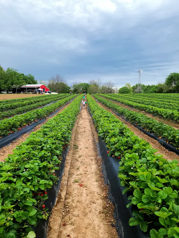 Reagan Family Farm, Fayetteville, AR