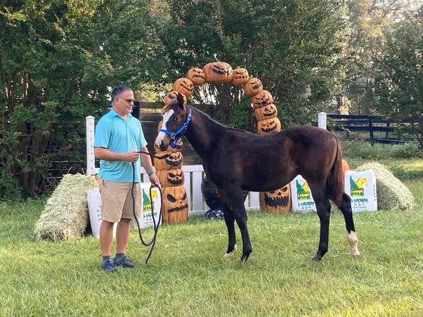 Red Fox Run Discreet Horse Boarding, photo 3