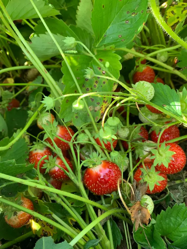 Red Hen Farm And Orchard, Missoula, MT