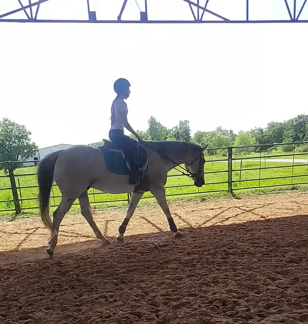 Red Mare Ranch Boarding & Training, photo 1