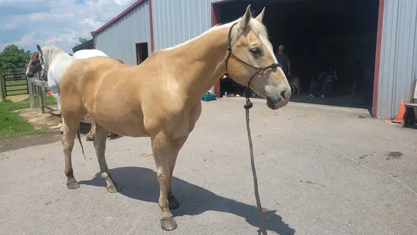 Red Mare Ranch Boarding & Training, photo 2