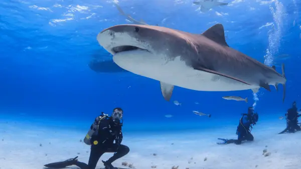 Red Sea Life Diving Center
