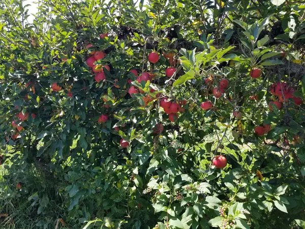 Reddington’s Farm & Orchard